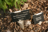 Santolina chamaecyparissus 'Edward Bowles' RCP3-2014 174 see S Pinnata subsp. neopolitana 'Edward Bowles'.JPG